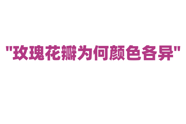 "玫瑰花瓣为何颜色各异"